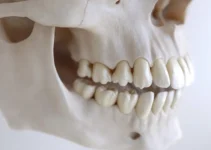 Primera molar inferior y su importancia en la salud dental